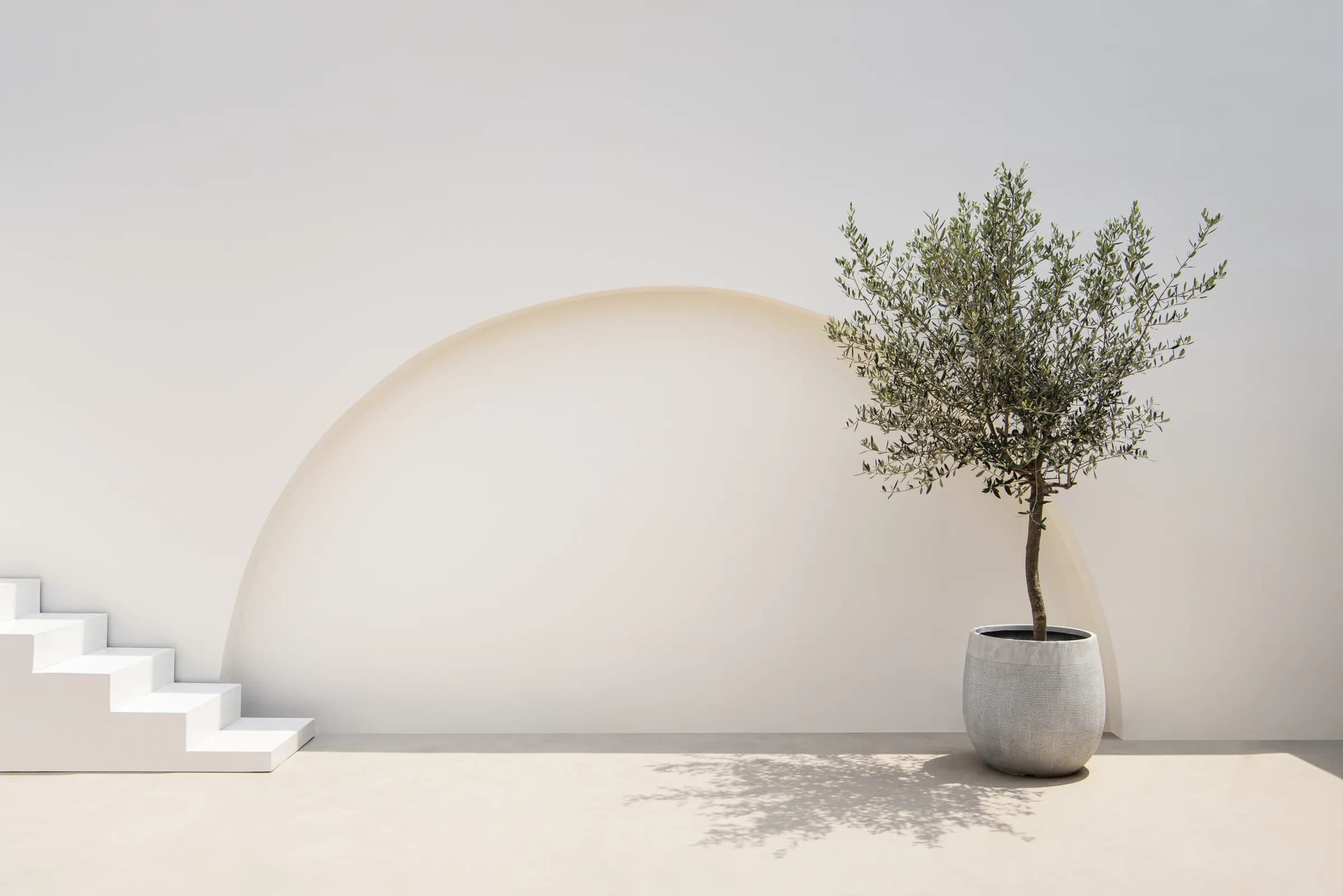 Minimal interior with an olive tree, curved wall, and soft daylight